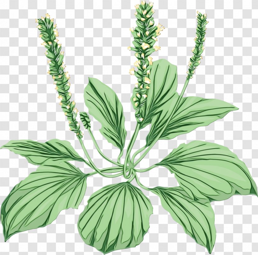 Herbal Medicine Leaf Plant Stem Plants - Motherwort Flower Transparent PNG