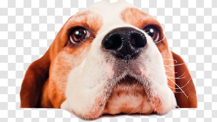Beagle Pet Sitting Puppy Dog Daycare Transparent PNG