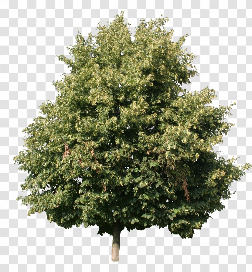 Tree Woody Plant Shrub Maple - Cut Transparent PNG