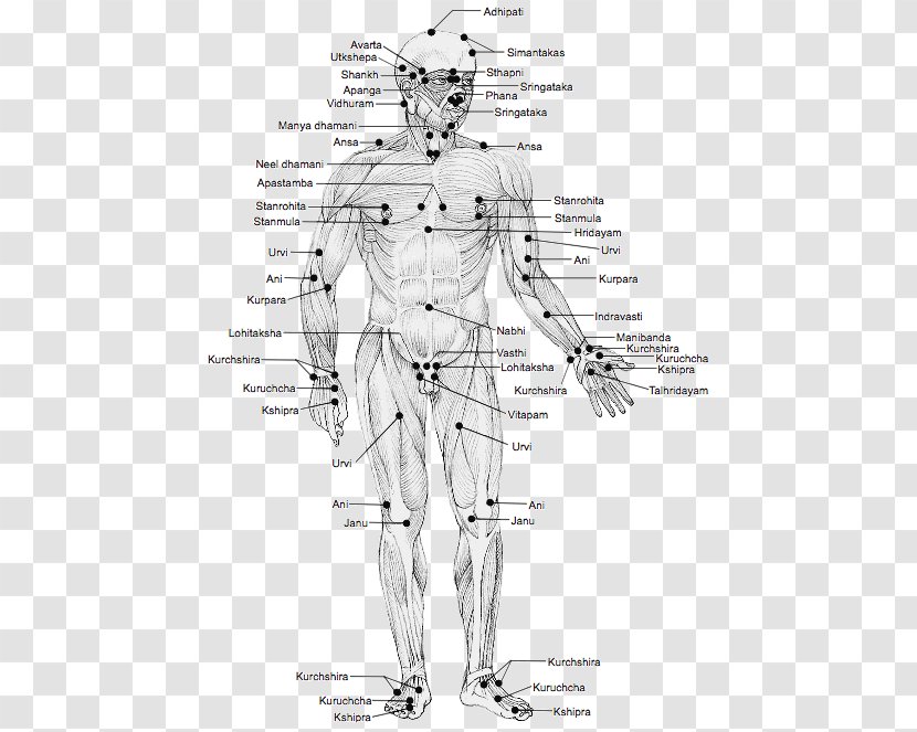 Marma Points Of Ayurveda: The Energy Pathways For Healing Body, Mind And Consciousness With A Comparison To Traditional Chinese Medicine Adi Meridian Acupuncture - Heart - Chakra Chart Transparent PNG