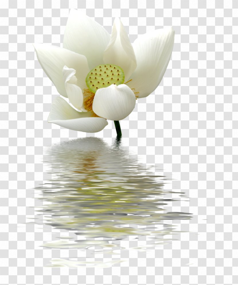 Nelumbo Nucifera Flower Egyptian Lotus - Petal - Snow Clipart Transparent PNG