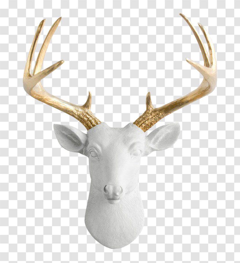 White-tailed Deer Moose Antler Taxidermy Transparent PNG