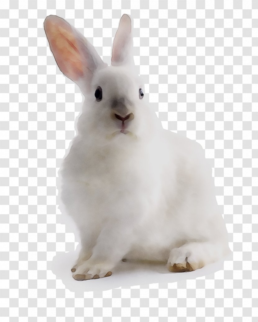 Domestic Rabbit Hare Whiskers - Ear - Arctic Transparent PNG