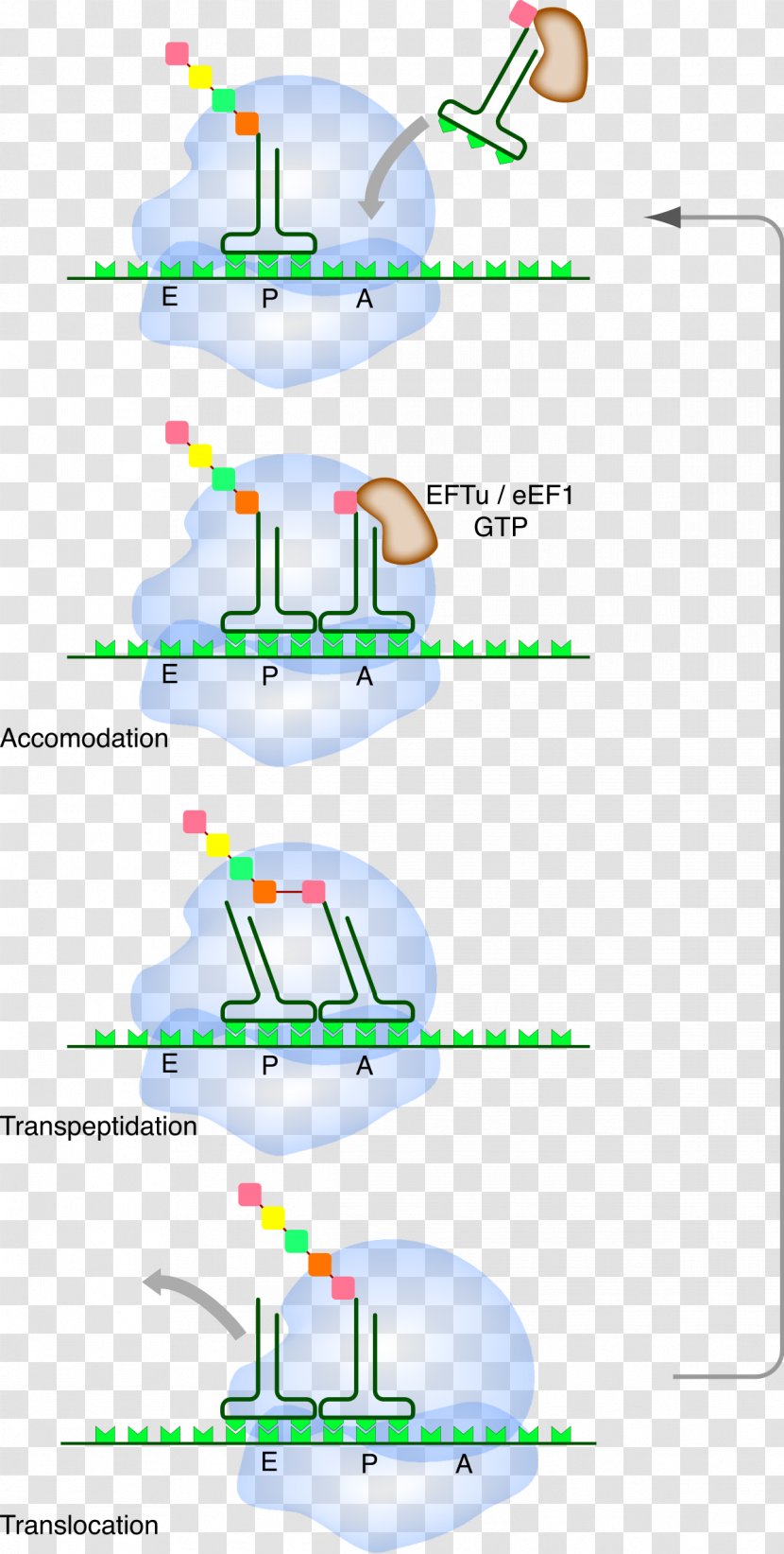 Translation Messenger RNA Ribosome Transfer - Text - Messager Transparent PNG