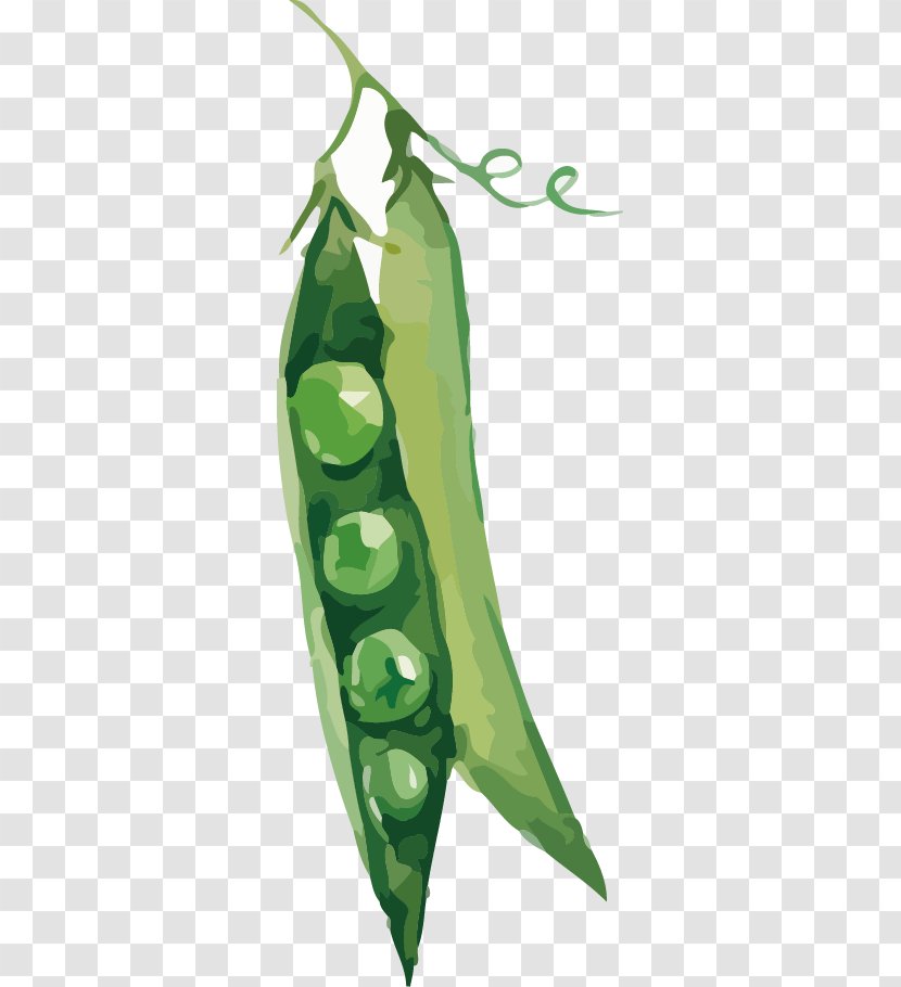 Pea Vegetable Illustration Transparent PNG