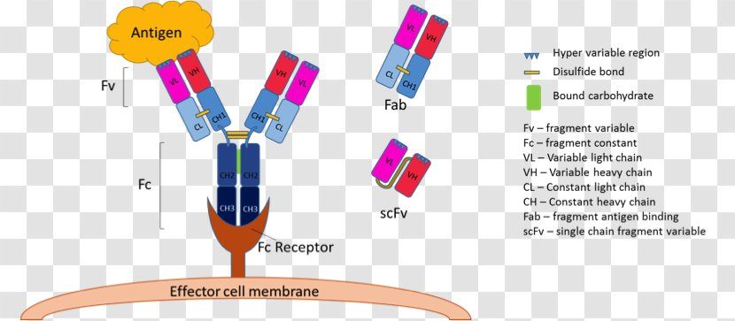 Monoclonal Antibody Single-chain Variable Fragment Antigen-binding - Hybridoma Technology - Production Transparent PNG