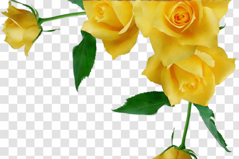 Garden Roses Transparent PNG