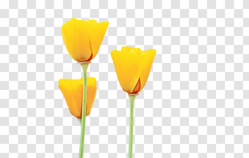 Plant Stem Cut Flowers Tulip Petal Yellow Transparent PNG