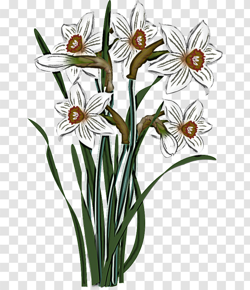 Flower Plant Narcissus Pedicel Plant Stem Transparent PNG