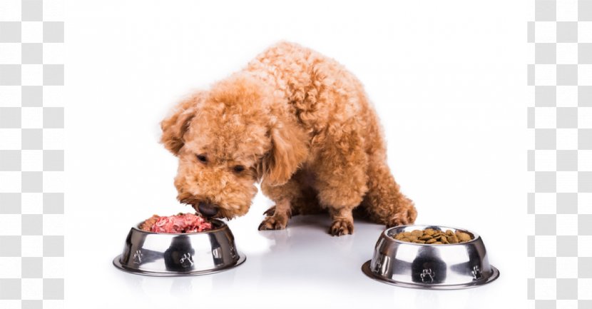 Dog Food Puppy Cat Raw Foodism - Poodle Transparent PNG