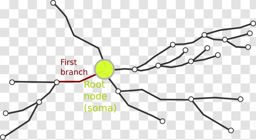 Neurite Neuron Axon Soma Dendrite - Researchgate Gmbh - Neurons Transparent PNG