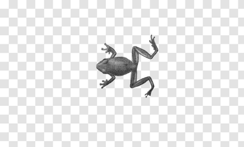 Frog Amphibian Toad - Monochrome Photography Transparent PNG