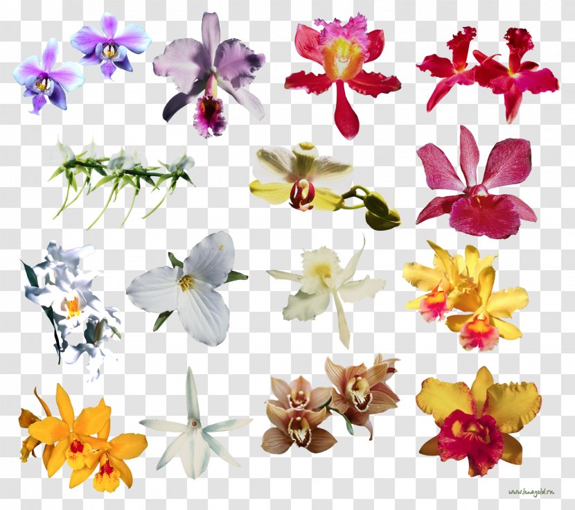 Moth Orchids Clip Art Flower Image - Petal Transparent PNG