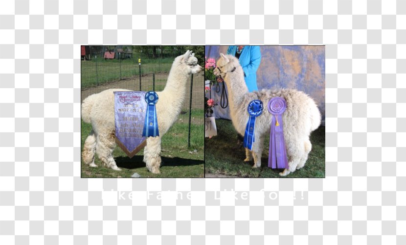Llama Alpaca - Camel Like Mammal Transparent PNG