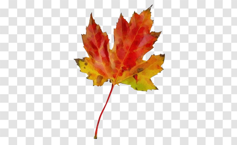 Autumn Leaves Watercolor - Silver Maple Planetree Family Transparent PNG
