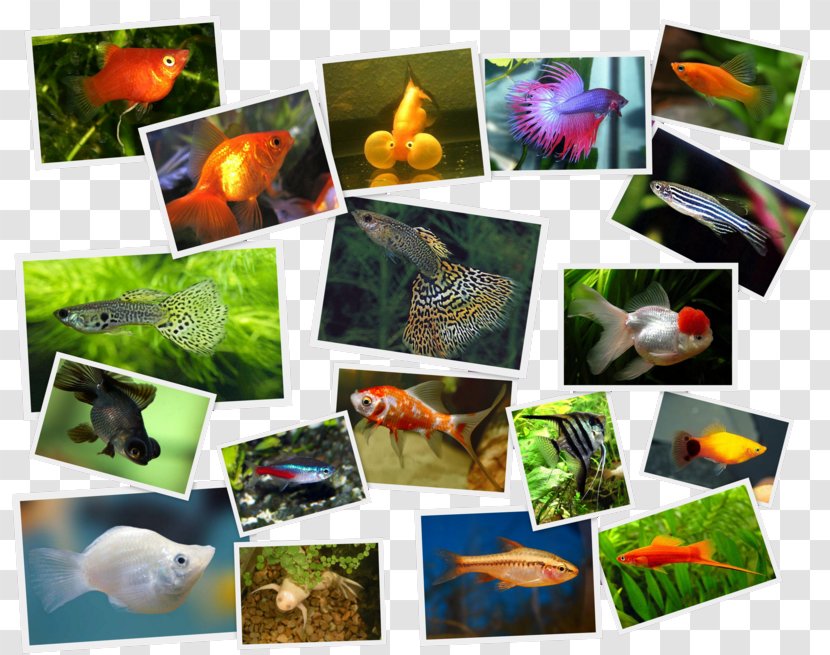 Green Swordtail Paper Collage Photomontage Fauna Transparent PNG