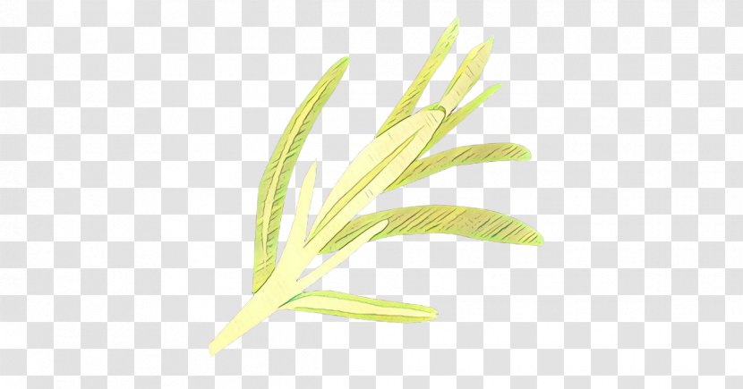 Leaf Plant Grass Yellow Family - Flowering - Elymus Repens Stem Transparent PNG
