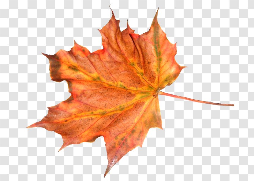 Autumn Maple Leaf Feuille Morte - Plane Tree Family Transparent PNG