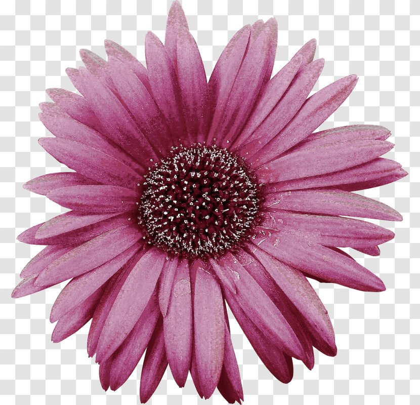 Gerbera Jamesonii Chrysanthemum Flower - Fuchsia Transparent PNG