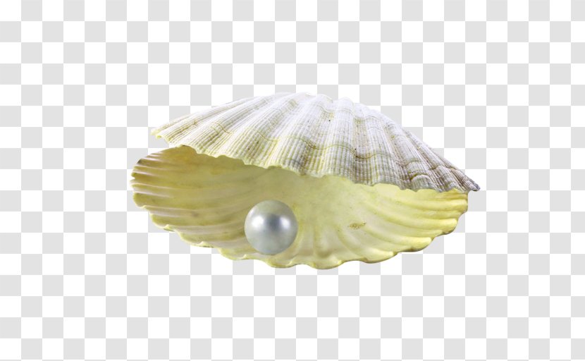 Pearl Powder Seashell Brochure - Yellow Simple Shell Decoration Pattern Transparent PNG