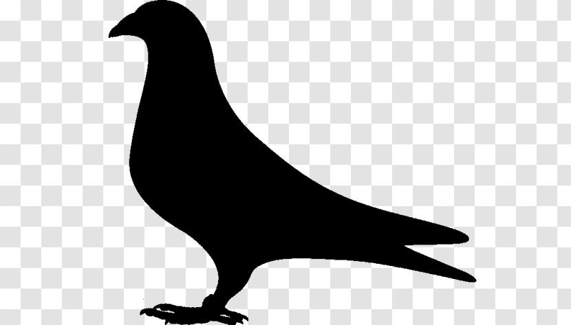 Pigeons And Doves Clip Art Fauna Silhouette Beak - Tail Transparent PNG