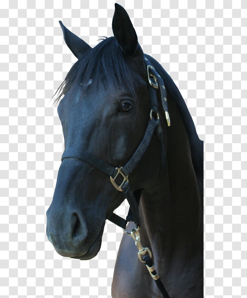 Horse Drawing Vecteur - Equestrian - Maca Through Image,Dark Transparent PNG
