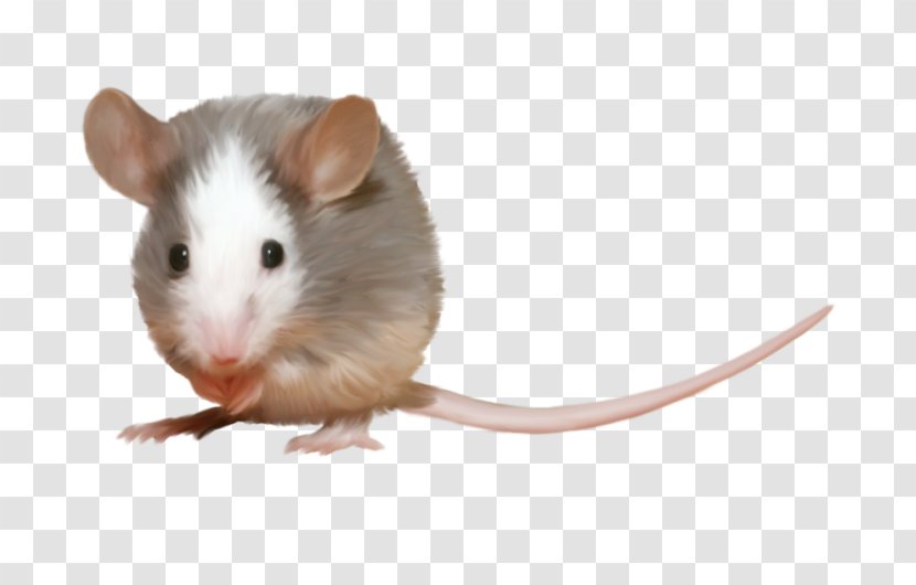 Computer Mouse Rat Hamster Rodent - Gerbil Transparent PNG