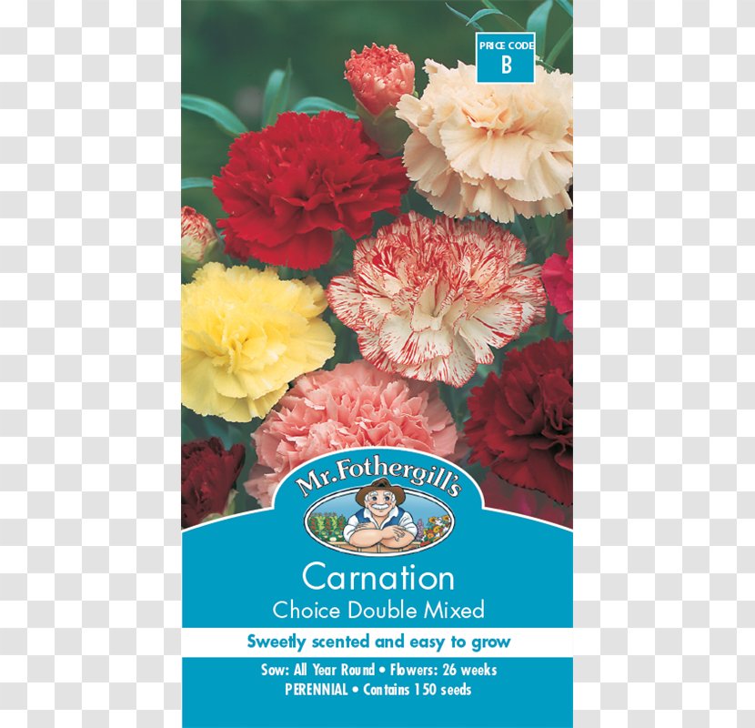 Carnation Flower Seed Blume Clove Transparent PNG