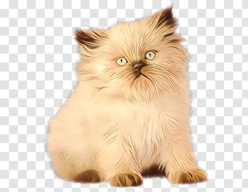 Asian People - Paw - Munchkin Norwegian Forest Cat Transparent PNG
