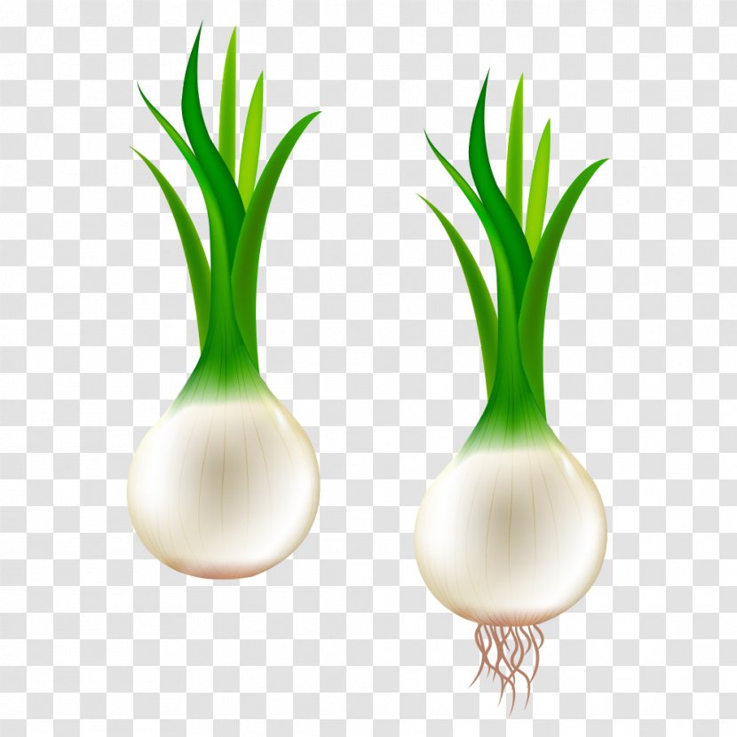Scallion Potato Onion Blooming Clip Art - Garlic Transparent PNG