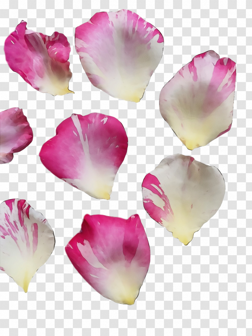 Moth Orchids Cut Flowers Petal Orchids Magenta Telekom Transparent PNG