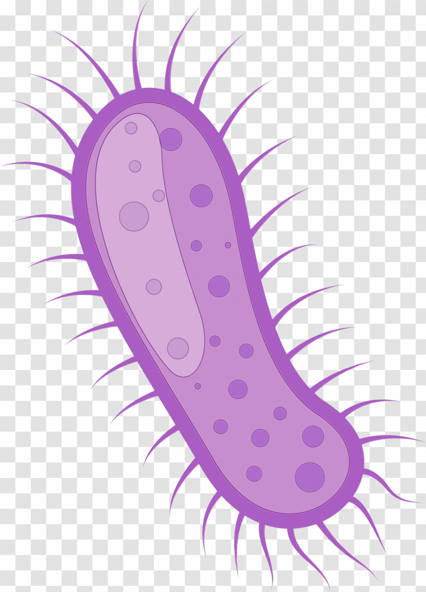 Flatworm Transparent PNG