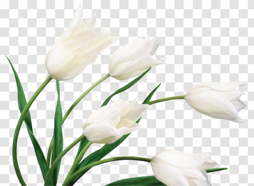 Flower White Wedding Dress Wallpaper - Plant Stem - Lily Transparent PNG