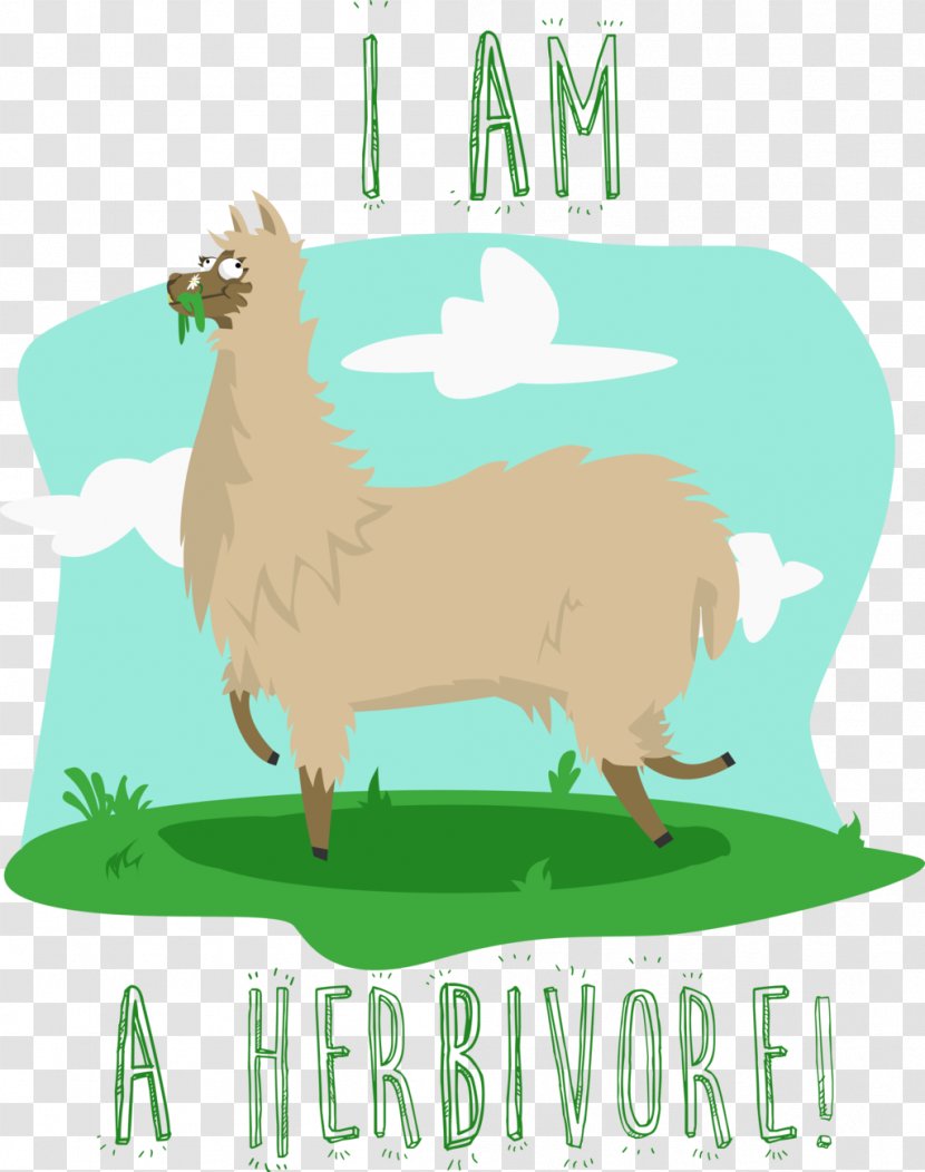 Llama Herbivore Drawing Koala Clip Art - Color Transparent PNG