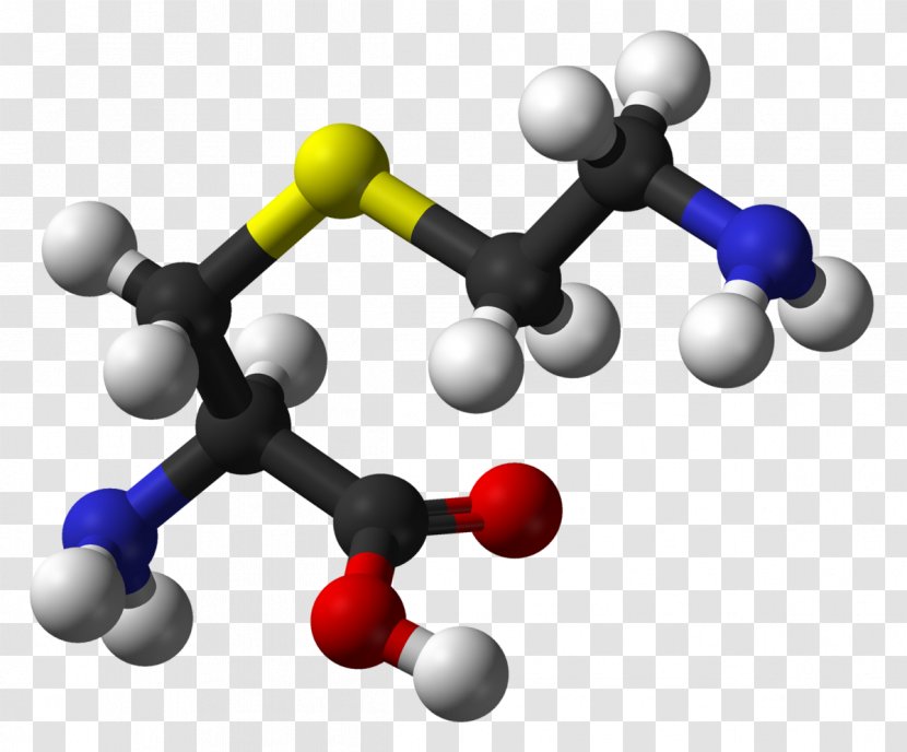 S-Aminoethyl-L-cysteine Amino Acid Acetylcysteine Cysteine Sulfinic - Metabolism - Glycine Transparent PNG
