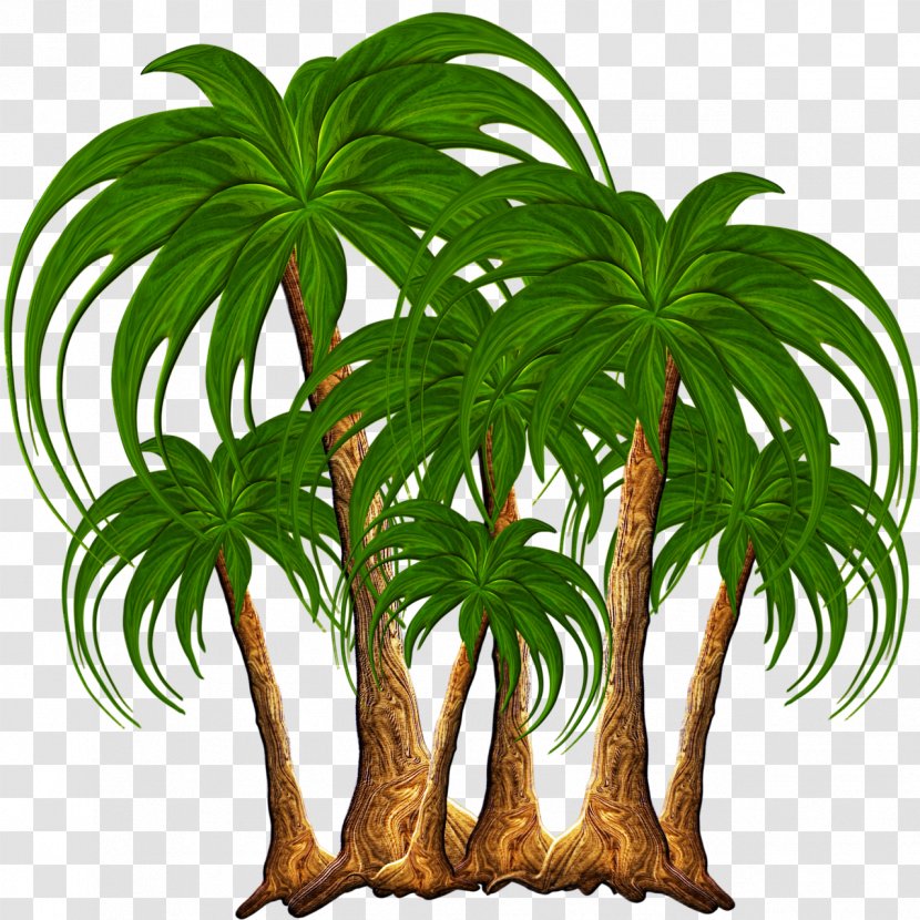 Tree Nature Clip Art - Plant - Palm Transparent PNG