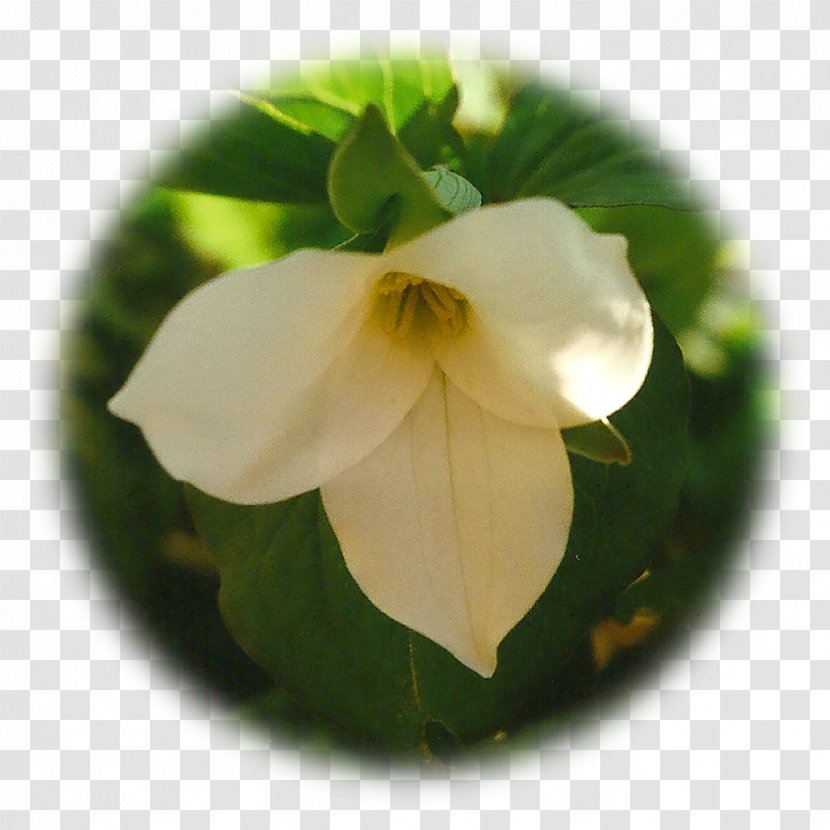 Great White Trillium Herbalism Elixir Therapy Herbaceous Plant - Glass Fiber - Lily Transparent PNG