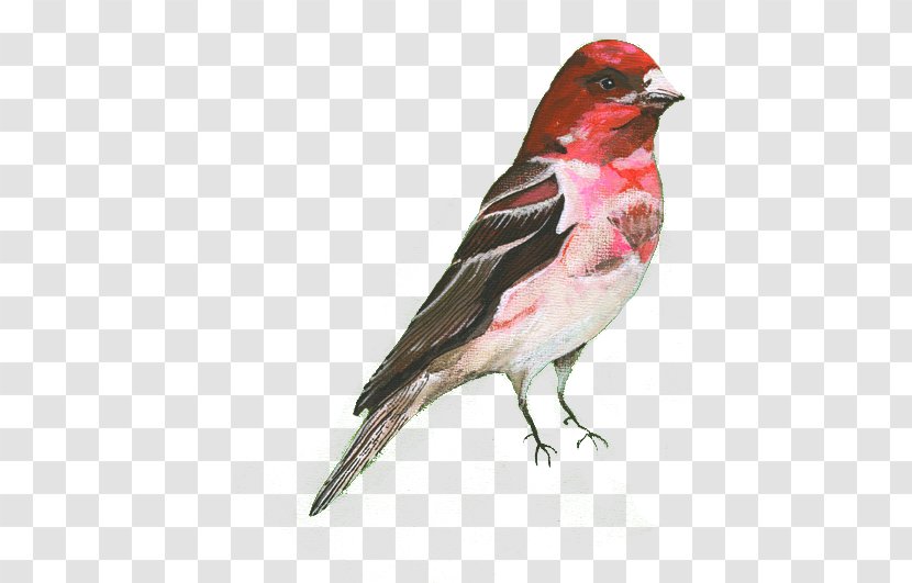 Gray Wolf Bird House Sparrow - Finch - Angry Birds Red Transparent PNG