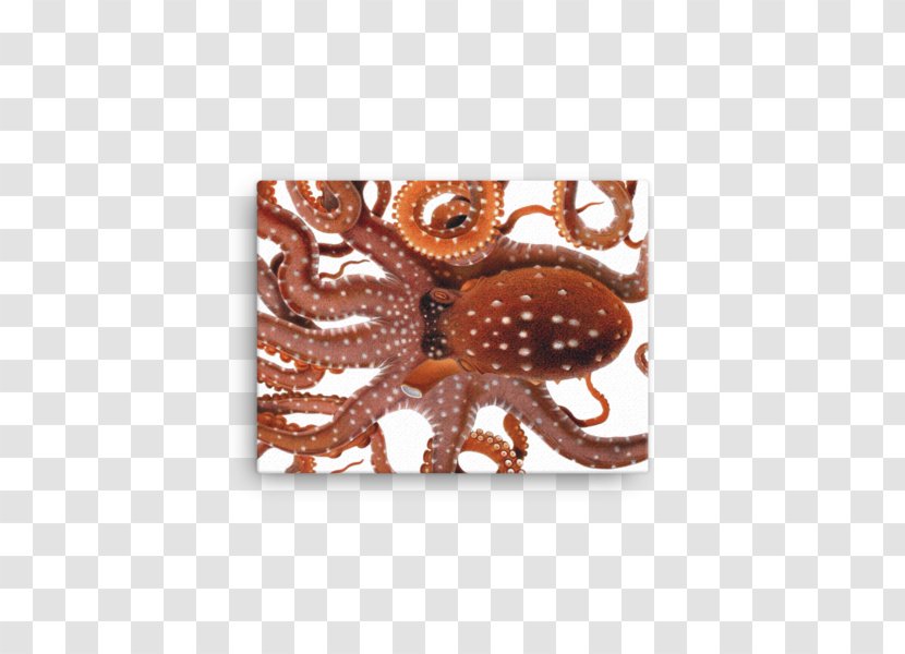 Octopus Cephalopod Botanical Illustration Drawing - Botany - Painting Transparent PNG