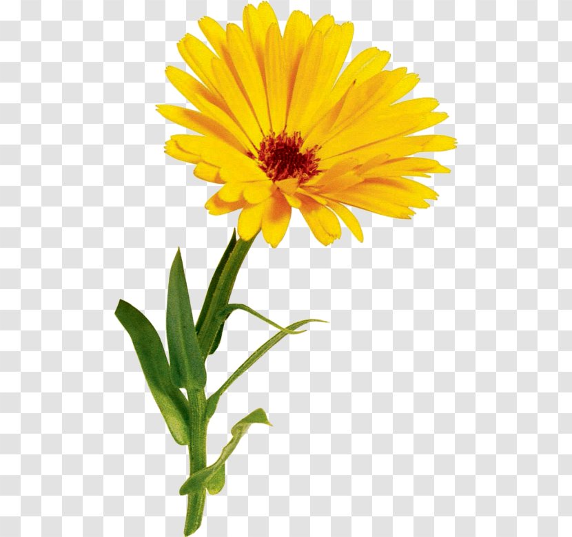 Oxeye Daisy Crown Marguerite こみちの花 Sunflower Seed - Family - Petal Transparent PNG