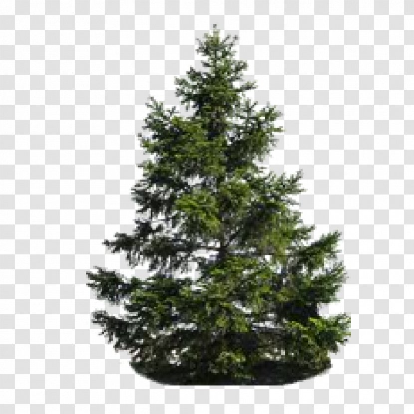 Pine Tree Fir - Architectural Rendering Transparent PNG