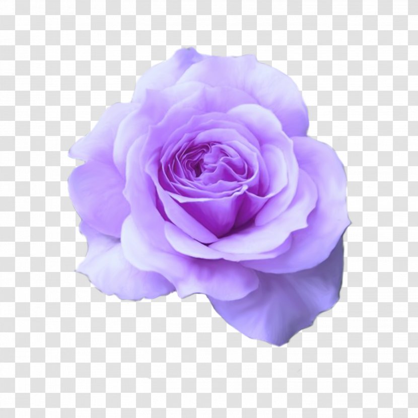 Hybrid Tea Rose Mum In A Million Bare Root Flower - Family - Purple Dream Transparent PNG