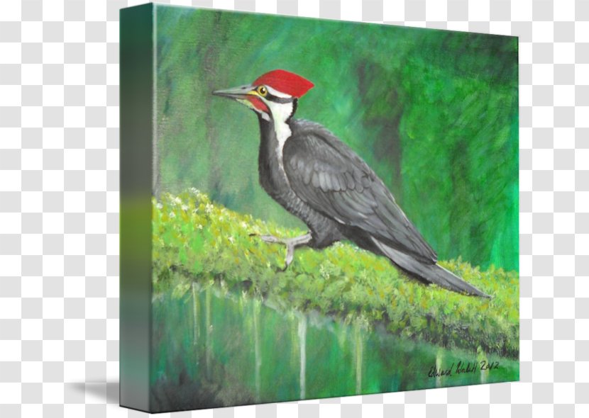 Woodpecker Painting Fauna Beak - Piciformes Transparent PNG