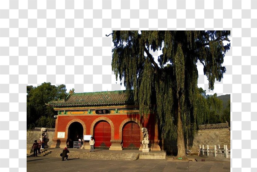 Jinci - Tourism - Shanxi Mountain Gate Willow Transparent PNG