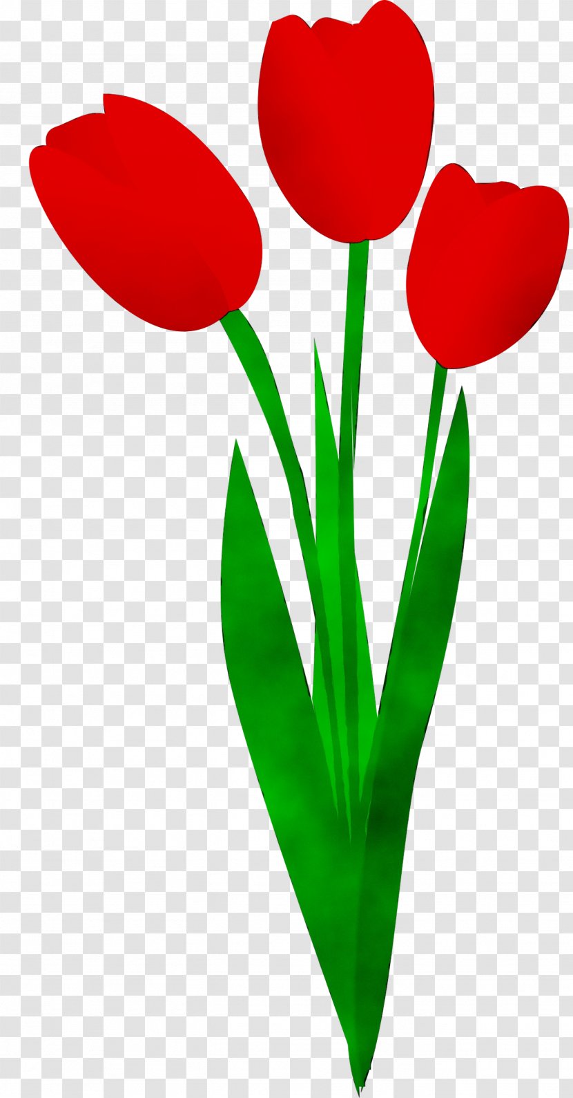 Tulip Clip Art Plant Stem Cut Flowers Petal - Coquelicot - Flower Transparent PNG