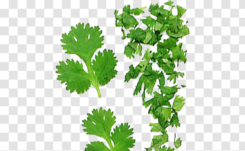 Coriander Parsley Indonesian Bay Leaf Curry Tree - Food Transparent PNG