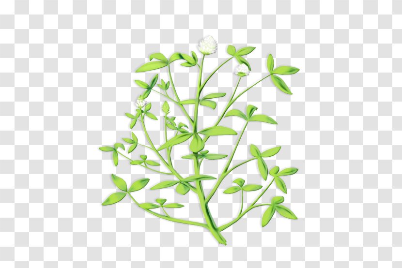 Flower Leaf Plant Branch Stem - Pedicel Transparent PNG