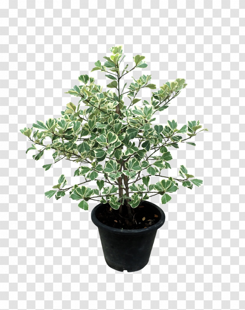 Flower Plant Flowerpot Tree Leaf Transparent PNG