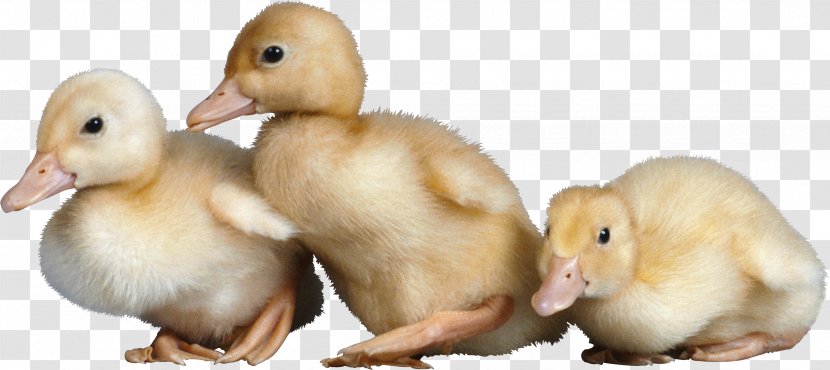 Duck American Pekin Yardley Mallard Bird - Ducks Geese And Swans - Image Transparent PNG