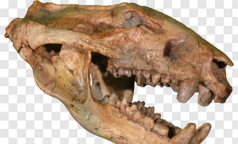 Rocky Mountain Dinosaur Resource Center Hell Creek Formation Late Cretaceous Tyrannosaurus Didelphodon - Skull Transparent PNG